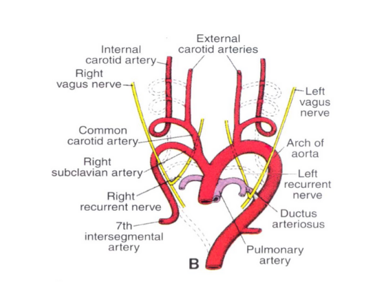 Development of vascular system – Anatomy – imumedhacks.com